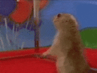 Dramatic-Prairie-Dog.gif