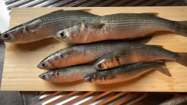 Striped-mullet-Bora.png